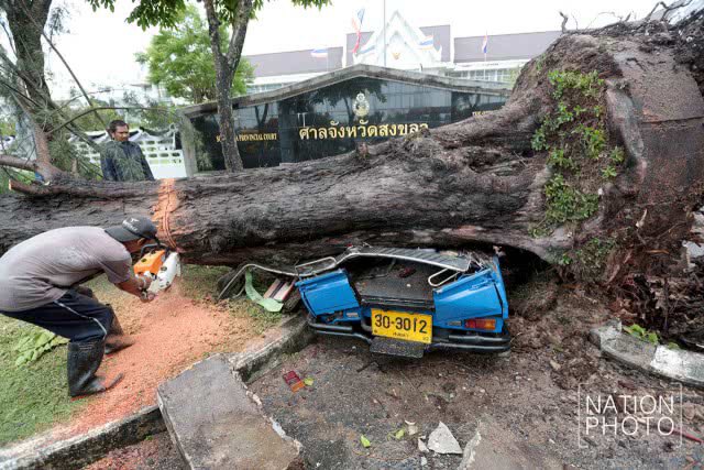 สงขลาฝนตกหนัก! ต้นสนล้มฟาดทับรถ
