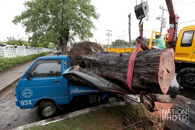 สงขลาฝนตกหนัก! ต้นสนล้มฟาดทับรถ