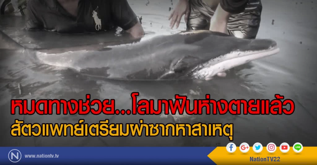 หมดทางช่วย โลมาฟันห่างตายแล้ว
สัตวแพทย์เตรียมผ่าซากหาสาเหตุ