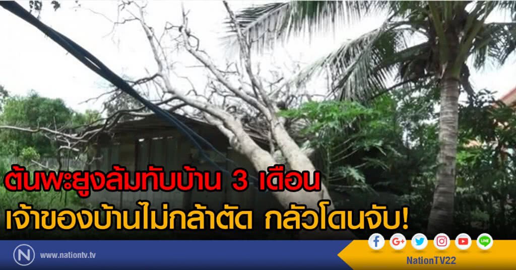 ต้นพะยูงล้มทับบ้าน 3 เดือน
เจ้าของบ้านไม่กล้าตัด กลัวโดนจับ! ต้นพะยูงล้มทับบ้าน 3 เดือน
เจ้าของบ้านไม่กล้าตัด กลัวโดนจับ!