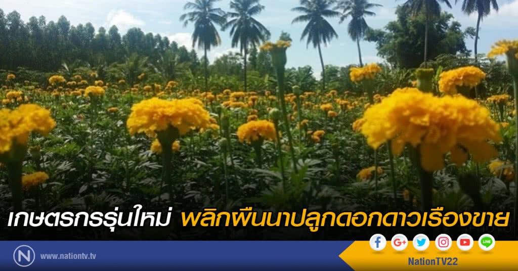 เกษตรกรรุ่นใหม่ พลิกผืนนาปลูกดอกดาวเรืองขาย เกษตรกรรุ่นใหม่ พลิกผืนนาปลูกดอกดาวเรืองขาย