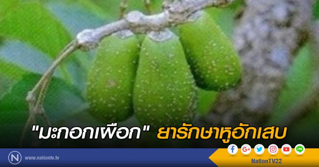 "มะกอกเผือก" ยารักษาหูอักเสบ "มะกอกเผือก" ยารักษาหูอักเสบ
