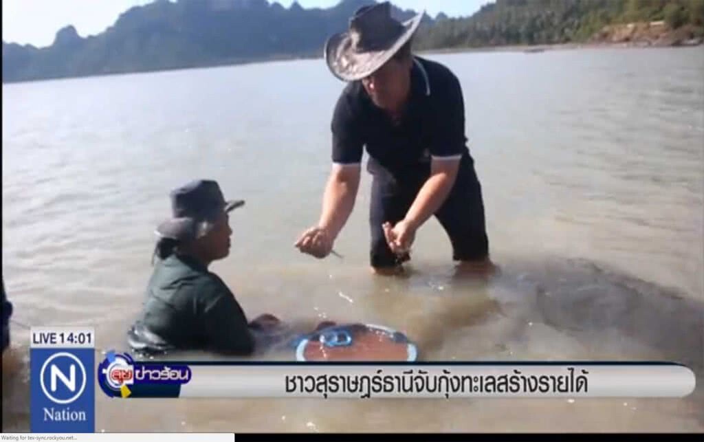 ชาวสุราษฎร์ธานี จับกุ้งทะเลสร้างรายได้