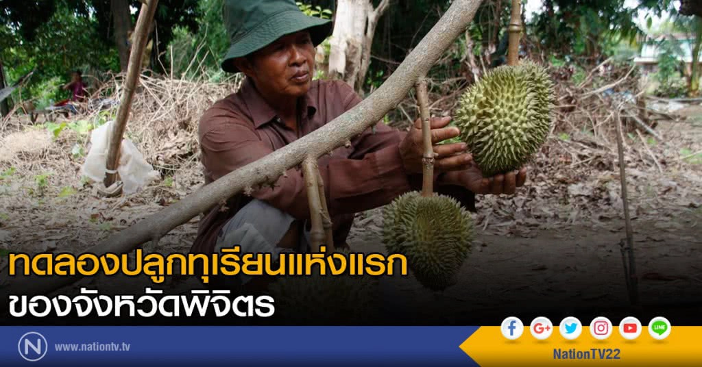 ทดลองปลูกทุเรียนแห่งแรกของจังหวัดพิจิตร