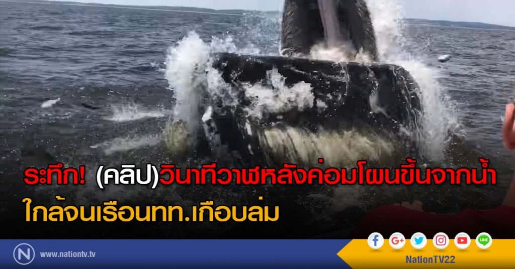 ระทึก! (คลิป)วินาทีวาฬหลังค่อมโผนขึ้นจากน้ำ ใกล้จนเรือนทท.เกือบล่ม