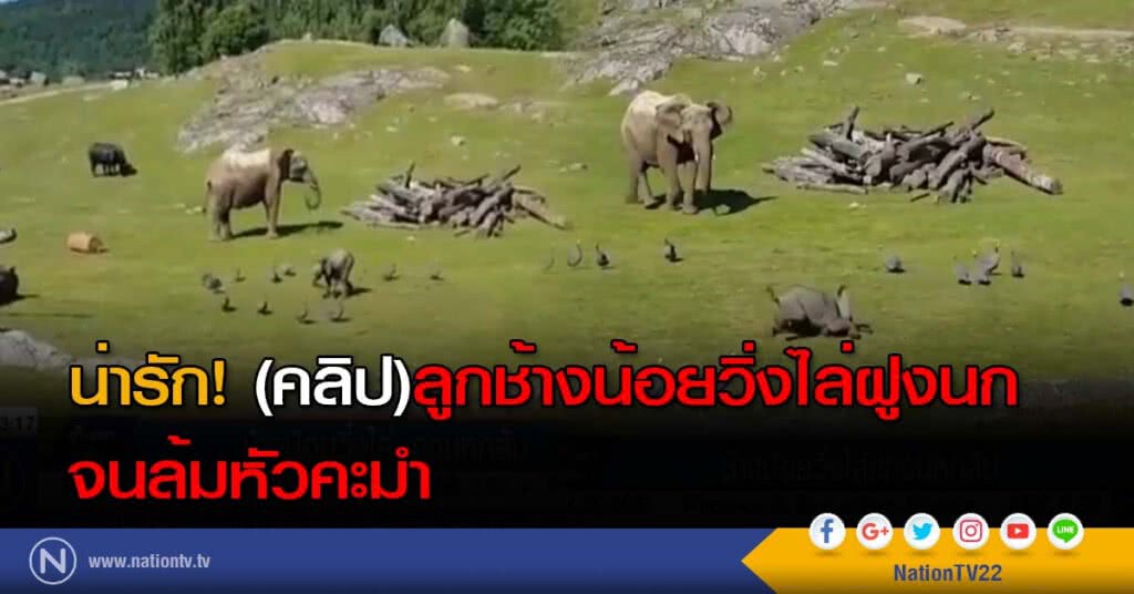 น่ารัก! (คลิป)ลูกช้างน้อยวิ่งไล่ฝูงนกจนล้มหัวคะมำ น่ารัก! (คลิป)ลูกช้างน้อยวิ่งไล่ฝูงนกจนล้มหัวคะมำ
