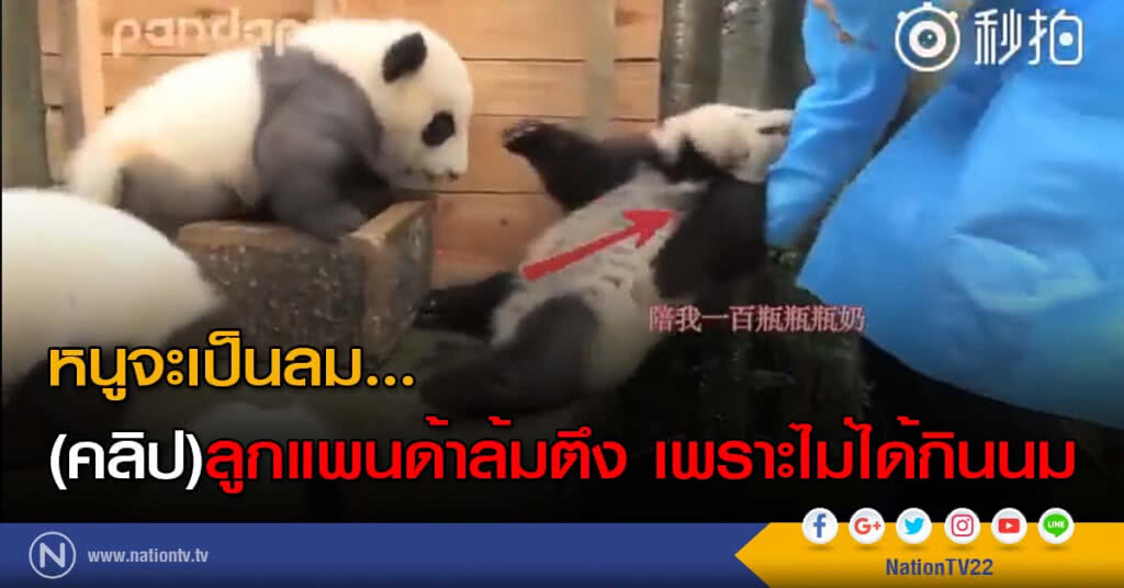 หนูจะเป็นลม... (คลิป)ลูกแพนด้าล้มตึง เพราะไม่ได้กินนม หนูจะเป็นลม... (คลิป)ลูกแพนด้าล้มตึง เพราะไม่ได้กินนม