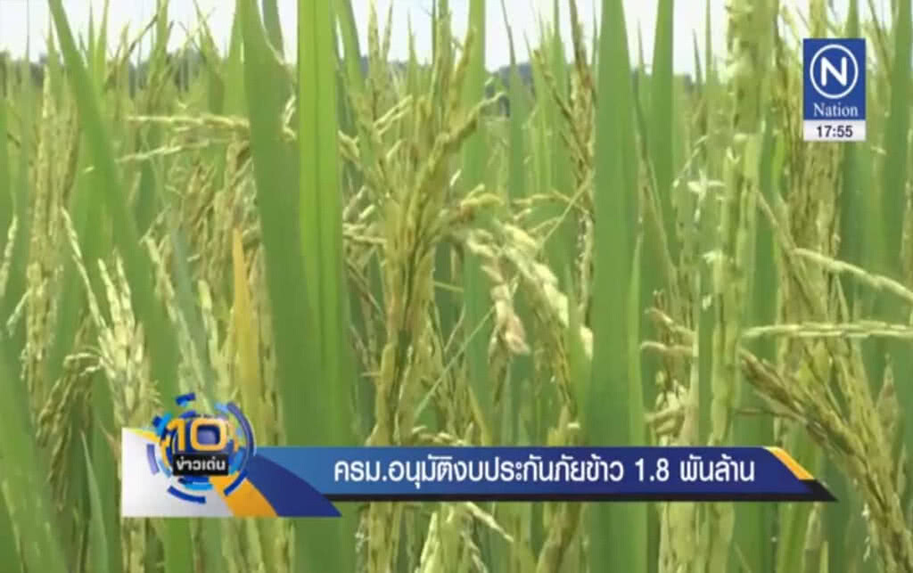 ครม.อนุมัติงบประกันภัย'ข้าว' 1.8 พันล้าน ครม.อนุมัติงบประกันภัย'ข้าว' 1.8 พันล้าน