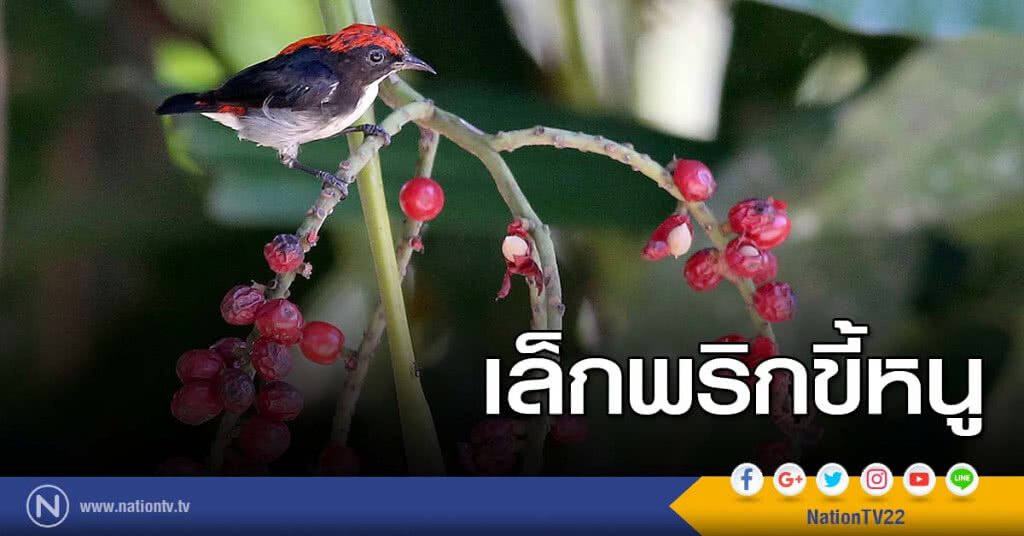 เล็กพริกขี้หนู เล็กพริกขี้หนู