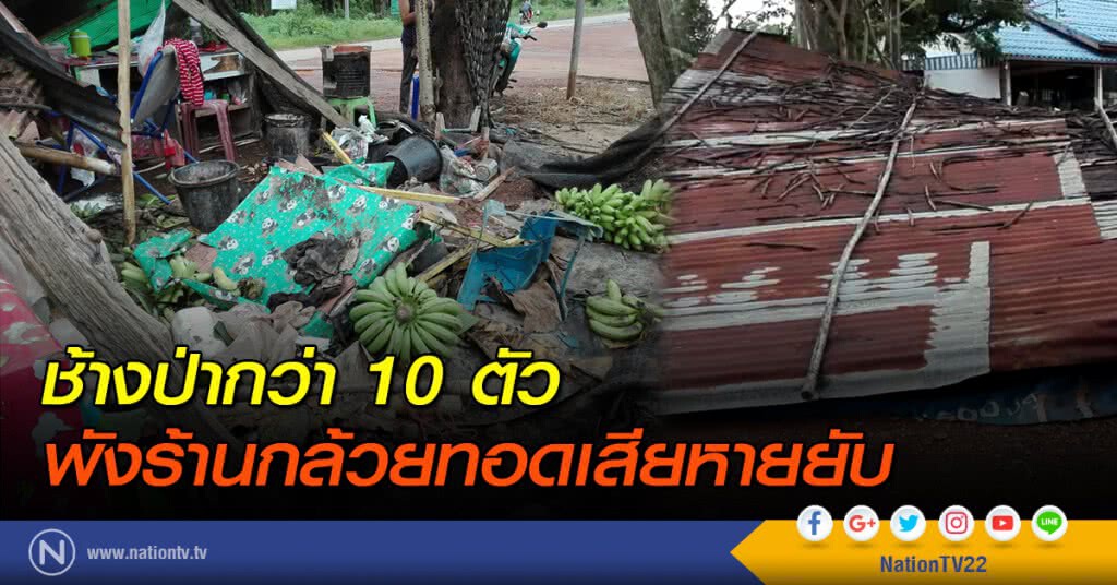 ช้างป่ากว่า 10 ตัว พังร้านกล้วยทอดเสียหายยับ ช้างป่ากว่า 10 ตัว พังร้านกล้วยทอดเสียหายยับ