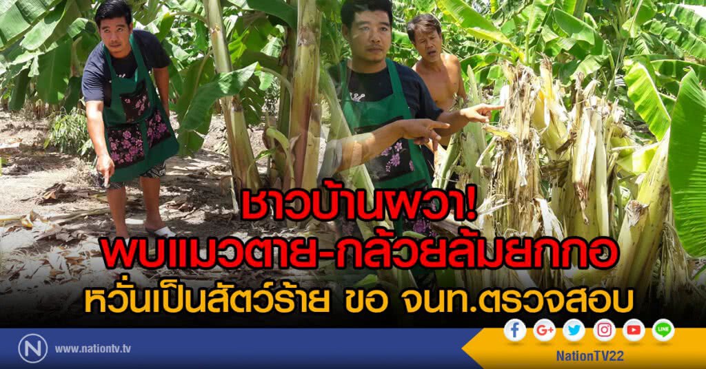 ชาวบ้านผวา!
พบแมวตาย-กล้วยล้มยกกอ
หวั่นเป็นสัตว์ร้าย ขอ จนท.ตรวจสอบ ชาวบ้านผวา!
พบแมวตาย-กล้วยล้มยกกอ
หวั่นเป็นสัตว์ร้าย ขอ จนท.ตรวจสอบ