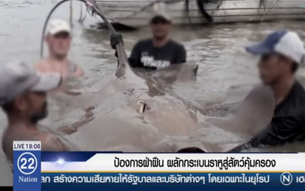 ป้องกันการฝ่าฝืน ผลักกระเบนราหูสู่สัตว์คุ้มครอง