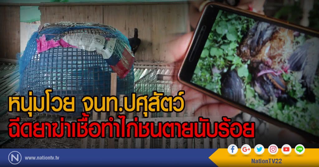 หนุ่มโวย จนท.ปศุสัตว์
ฉีดยาฆ่าเชื้อทำไก่ชนตายนับร้อย หนุ่มโวย จนท.ปศุสัตว์
ฉีดยาฆ่าเชื้อทำไก่ชนตายนับร้อย