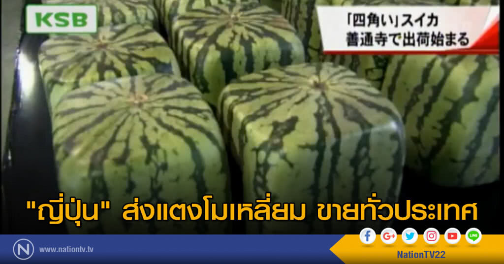 "ญี่ปุ่น" ส่ง แตงโมเหลี่ยมขายทั่วประเทศ "ญี่ปุ่น" ส่ง แตงโมเหลี่ยมขายทั่วประเทศ