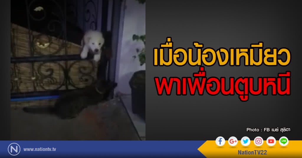 (คลิป) เมื่อน้องเหมียวพาเพื่อนตูบหนี (คลิป) เมื่อน้องเหมียวพาเพื่อนตูบหนี