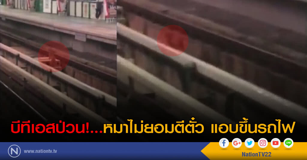 บีทีเอสป่วน!....หมาไม่ยอมตีตั๋ว แอบขึ้นรถไฟ บีทีเอสป่วน!....หมาไม่ยอมตีตั๋ว แอบขึ้นรถไฟ