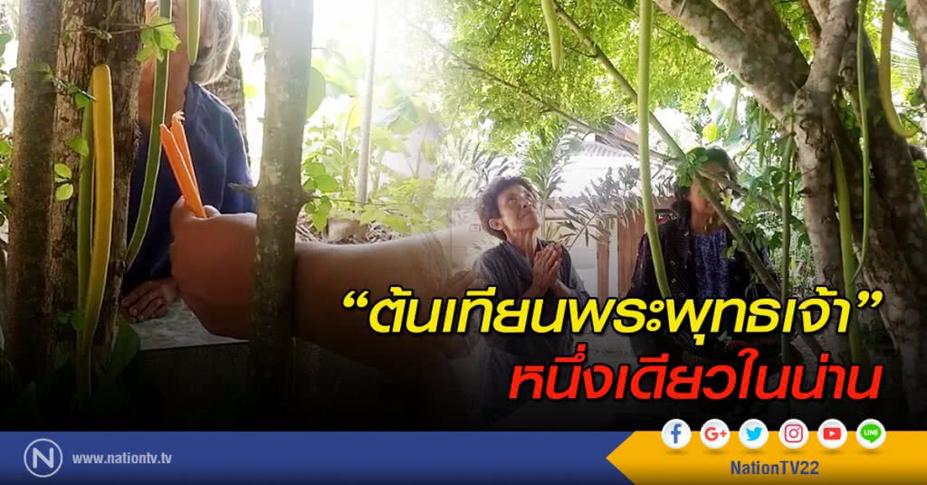 "ต้นเทียนพระพุทธเจ้า" หนึ่งเดียวในน่าน "ต้นเทียนพระพุทธเจ้า" หนึ่งเดียวในน่าน