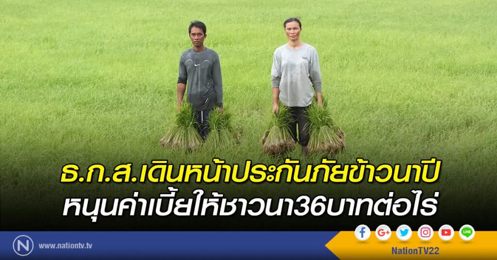 ธ.ก.ส.เดินหน้าประกันภัยข้าวนาปี หนุนค่าเบี้ยให้ชาวนา36บาทต่อไร่