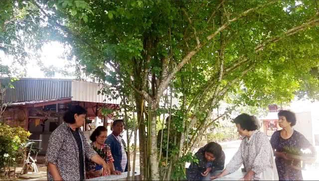 "ต้นเทียนพระพุทธเจ้า" หนึ่งเดียวในน่าน