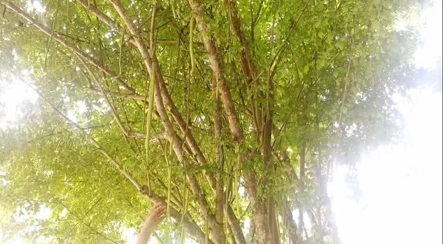 "ต้นเทียนพระพุทธเจ้า" หนึ่งเดียวในน่าน