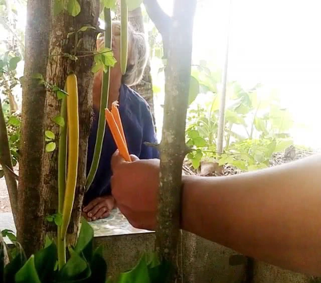 "ต้นเทียนพระพุทธเจ้า" หนึ่งเดียวในน่าน