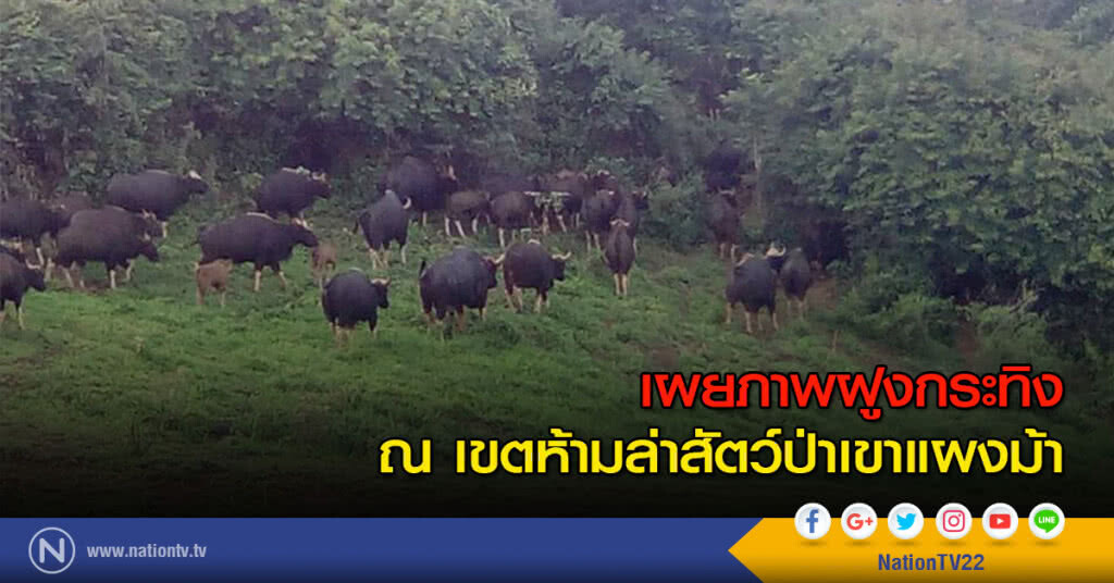 เผยภาพฝูงกระทิง ณ เขตห้ามล่าสัตว์ป่าเขาแผงม้า