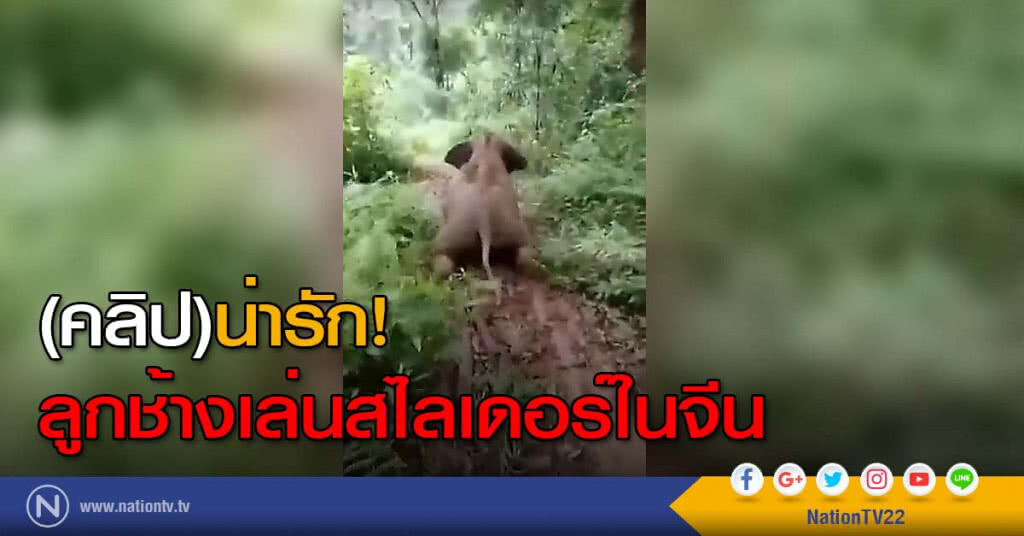 น่ารัก! ลูกช้างเล่นสไลเดอร์ในจีน น่ารัก! ลูกช้างเล่นสไลเดอร์ในจีน