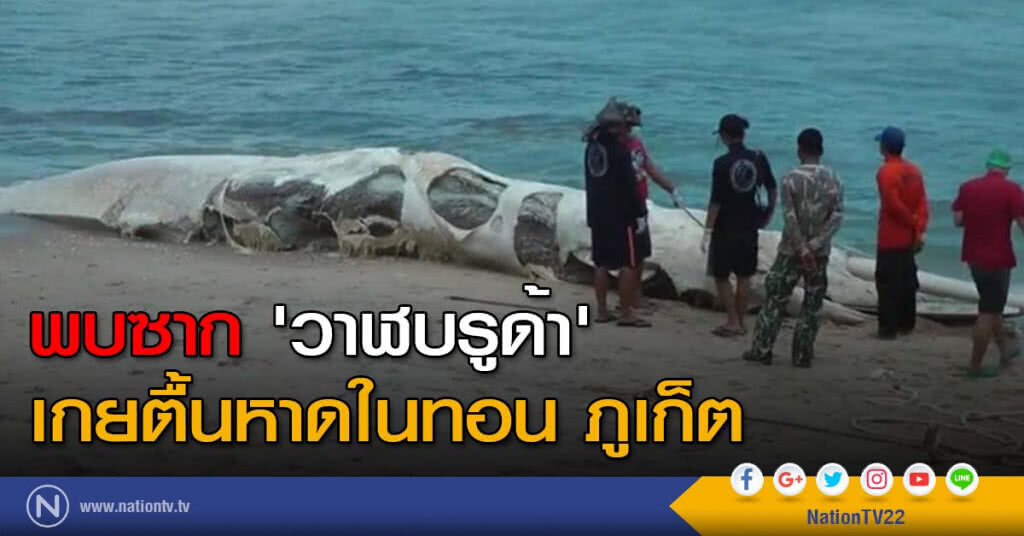 พบซาก 'วาฬบรูด้า' เกยตื้นหาดในทอน ภูเก็ต