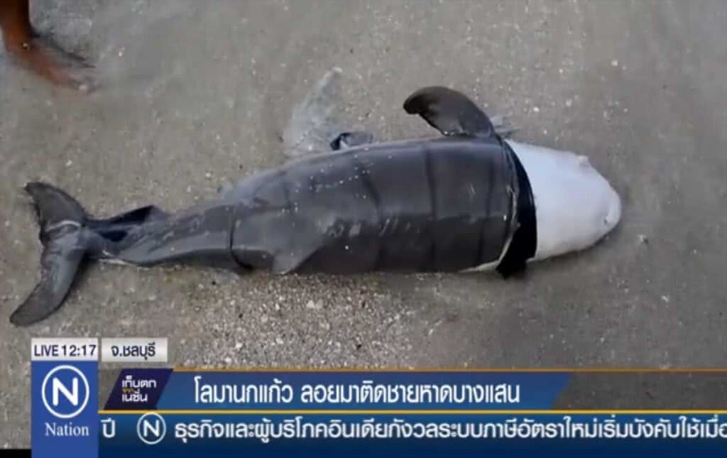 โลมานกแก้ว ลอยมาติดชายหาดบางแสน