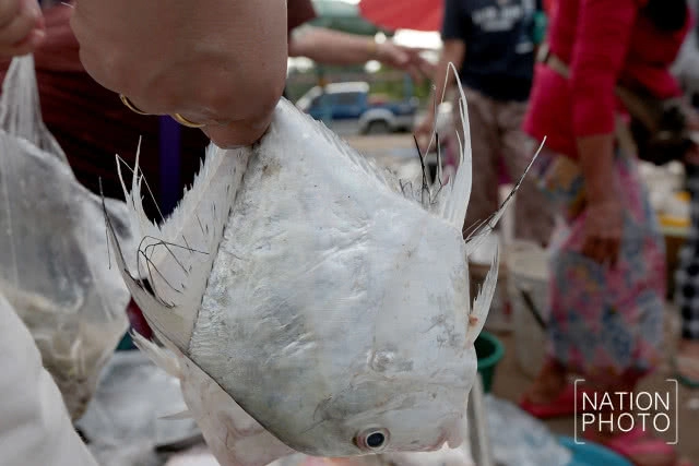 พาเที่ยว... สดจากเทพา
ตลาดนัดพหุสังคมชายแดนใต้