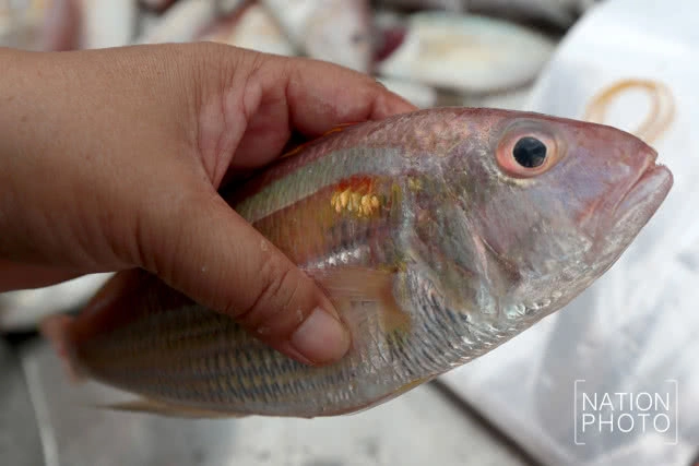 พาเที่ยว... สดจากเทพา
ตลาดนัดพหุสังคมชายแดนใต้