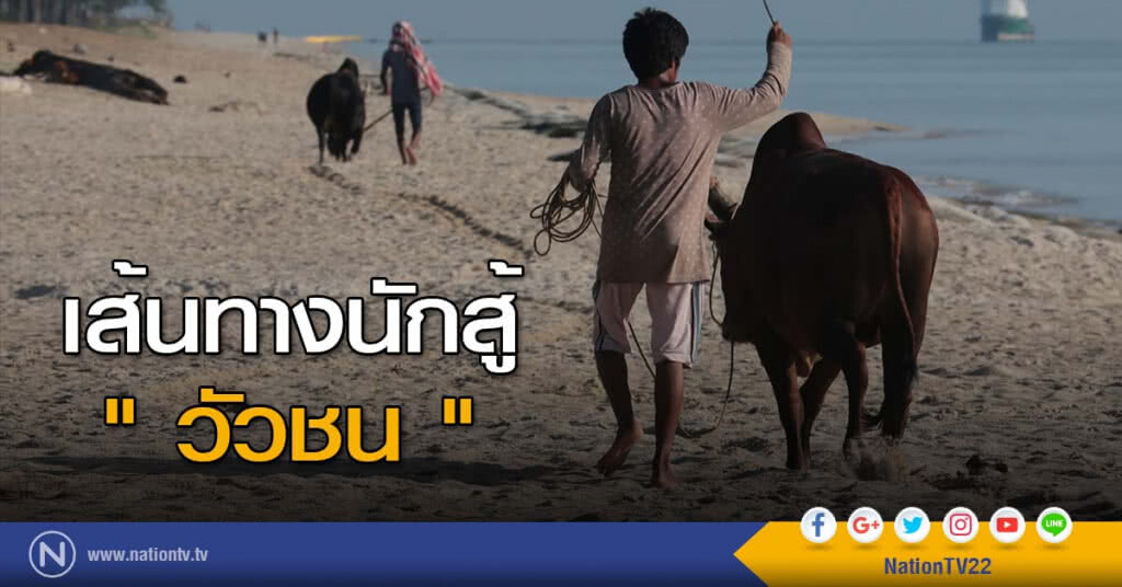 เส้นทางนักสู้ " วัวชน " เส้นทางนักสู้ " วัวชน "
