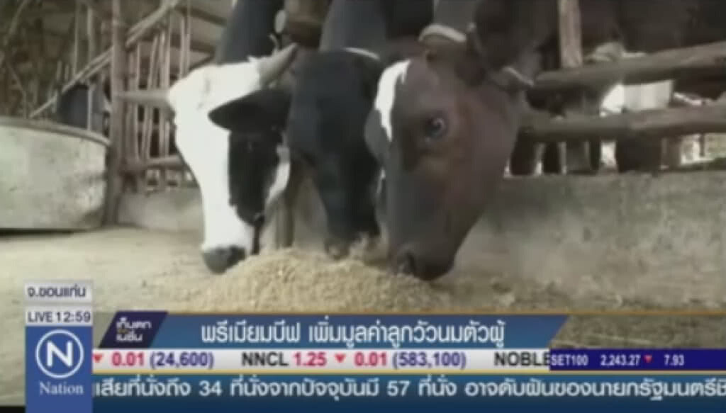 ขอนแก่นพรีเมียมบีฟ เพิ่มมูลค่าลูกวัวนมตัวผู้ ขอนแก่นพรีเมียมบีฟ เพิ่มมูลค่าลูกวัวนมตัวผู้