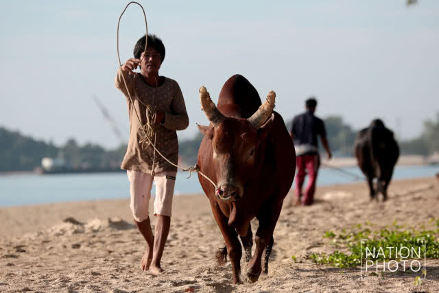 เส้นทางนักสู้ " วัวชน "