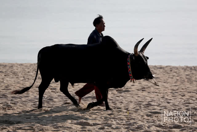 เส้นทางนักสู้ " วัวชน "