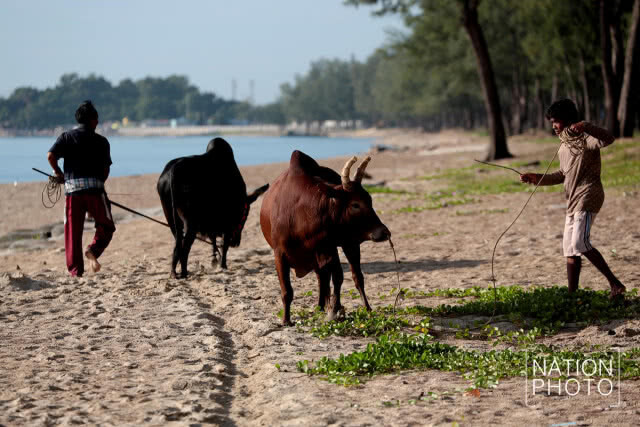 เส้นทางนักสู้ " วัวชน "