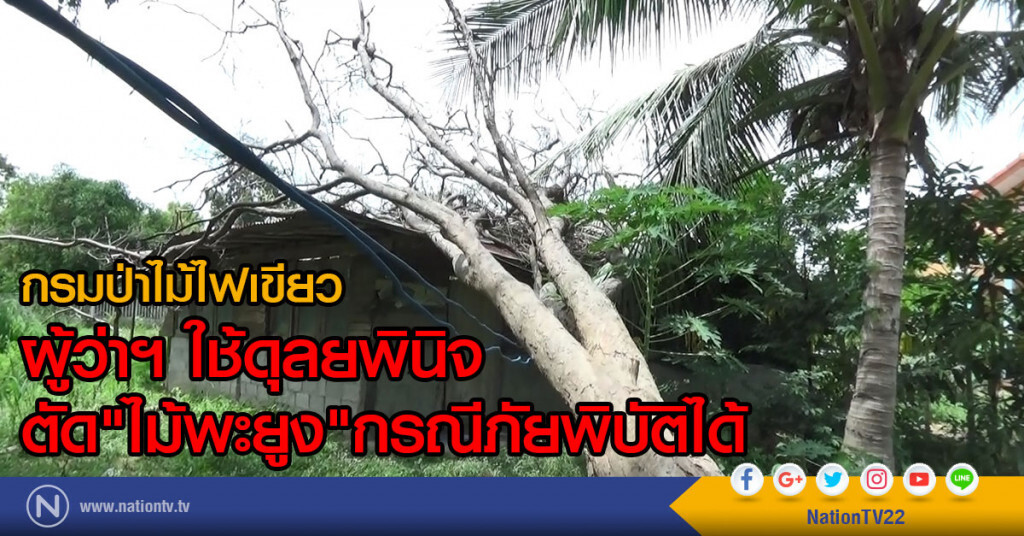 กรมป่าไม้ไฟเขียว
ผู้ว่าฯ ใช้ดุลยพินิจ
ตัด"ไม้พะยูง"กรณีภัยพิบัติได้