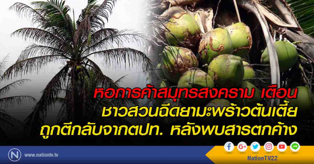 หอการค้าสมุทรสงคราม เตือน ชาวสวนฉีดยามะพร้าวต้นเตี้ย ถูกตีกลับจากตปท. หลังพบสารตกค้าง