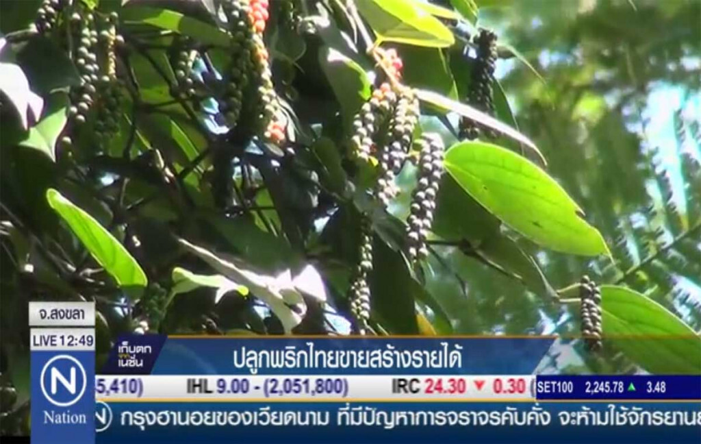 ปลูกพริกไทยขายสร้างรายได้