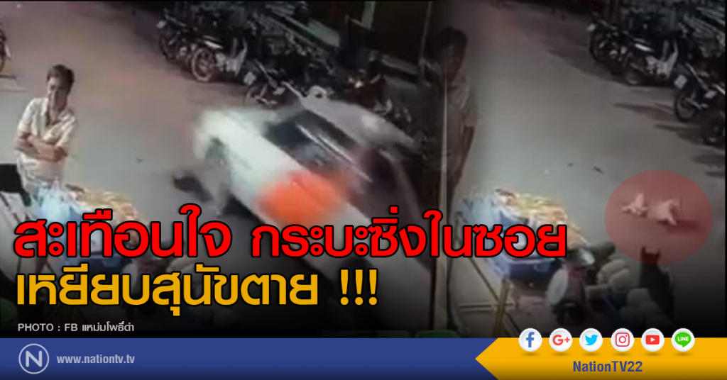 สะเทือนใจ! กระบะซิ่งในซอย เหยียบสุนัขตาย สะเทือนใจ! กระบะซิ่งในซอย เหยียบสุนัขตาย
