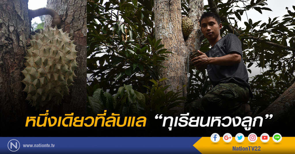 หนึ่งเดียวที่ลับแล "ทุเรียนหวงลูก" หนึ่งเดียวที่ลับแล "ทุเรียนหวงลูก"