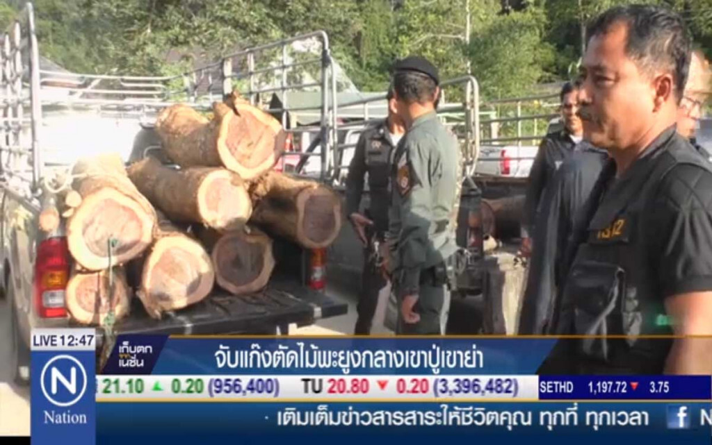 จับแก๊งตัดไม้พะยูง กลางเขาปู่เขาย่า จับแก๊งตัดไม้พะยูง กลางเขาปู่เขาย่า