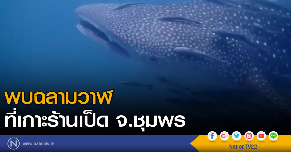 พบฉลามวาฬที่เกาะร้านเป็ด จ.ชุมพร พบฉลามวาฬที่เกาะร้านเป็ด จ.ชุมพร
