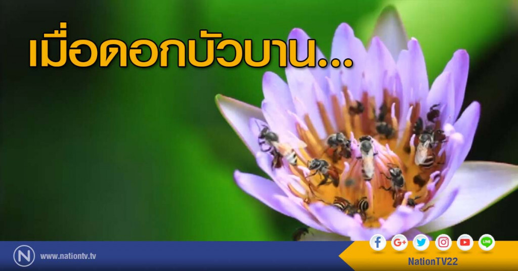 (time lapse) เมื่อดอกบัวบาน... (time lapse) เมื่อดอกบัวบาน...