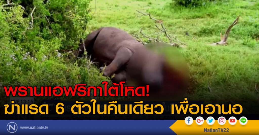 พรานโหดฆ่าแรด 6 ตัวในคืนเดียว