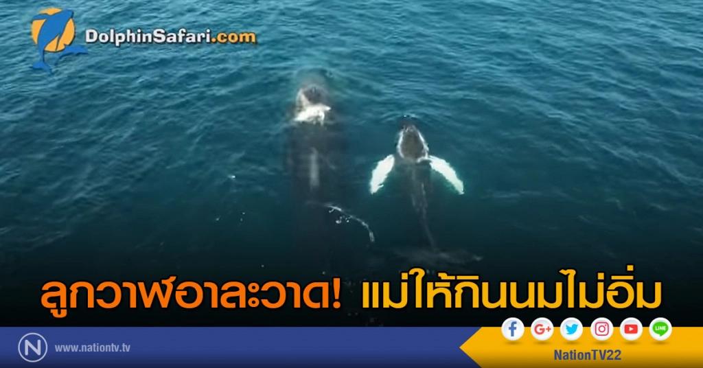 ลูกวาฬ....อาละวาดแม่ให้กินนมไม่อิ่ม ลูกวาฬ....อาละวาดแม่ให้กินนมไม่อิ่ม