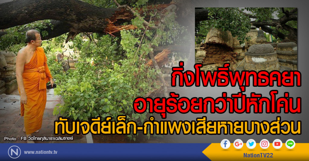 กิ่งโพธิ์พุทธคยาอายุร้อยกว่าปีหักโค่น
ทับเจดีย์เล็ก-กำแพงเสียหายบางส่วน กิ่งโพธิ์พุทธคยาอายุร้อยกว่าปีหักโค่น
ทับเจดีย์เล็ก-กำแพงเสียหายบางส่วน