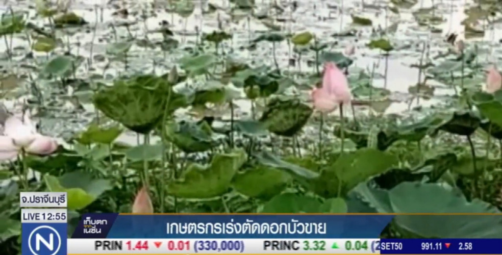 เกษตรกรเร่งตัดดอกบัวขาย ช่วงเทศกาลเข้าพรรษา เกษตรกรเร่งตัดดอกบัวขาย ช่วงเทศกาลเข้าพรรษา