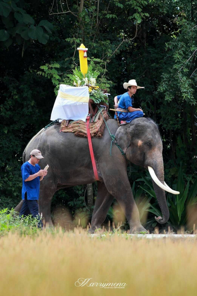 "กึ๊ดช้าง" แห่เทียนพรรษาบนหลังช้าง 32 เชือก เป็นปีแรก