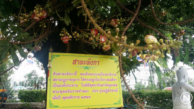 ต้นสาละลังกา ร.10 ทรงปลูกไว้เมื่อ 30 ปีก่อน ออกดอกบานหอมทั่ววัดใหญ่